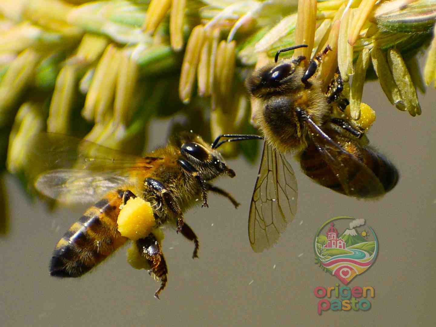Recolección de miel de abejas en la ruta ecoturística de Consacá, Nariño