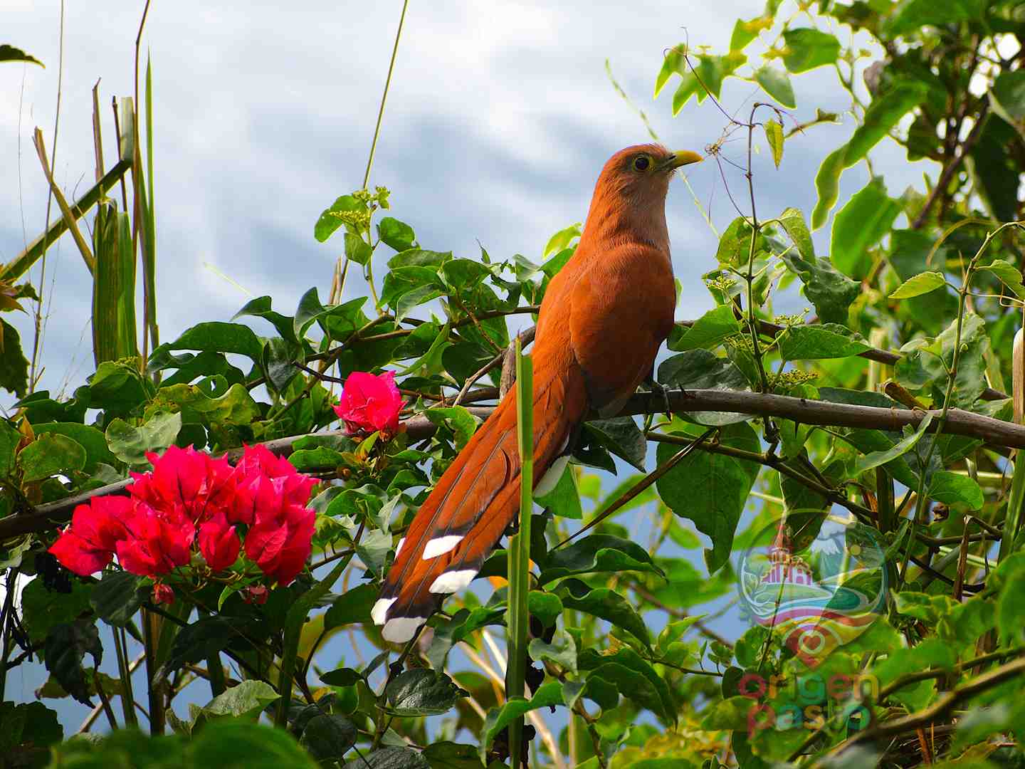 Avistamiento de aves en Nariño