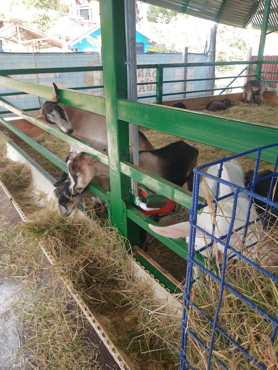 Producción artesanal de lácteos de cabra en una finca de Genoy