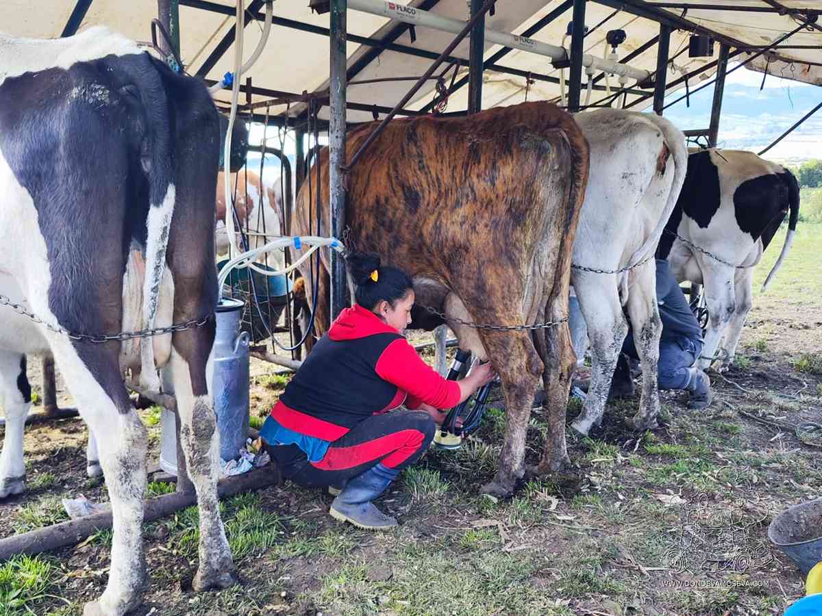 Ganaderos de la Vía Láctea, Guachucal, Nariño