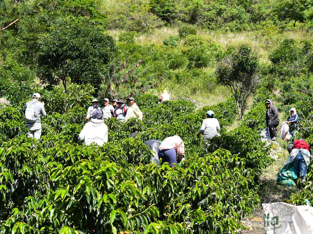 Ruta de café de especialidad, finca cafetera El Obraje, Tangua